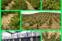 برداشت گل محمدی از سطح باغستان های شهرستان دامغان