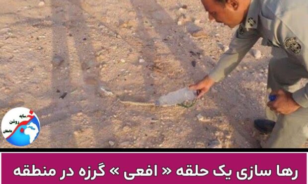 یک حلقه « افعی » گرزه در منطقه حفاظت شده طالو و شیربند دامغان رهاسازی شد یک حلقه « افعی » گرزه در منطقه حفاظت شده طالو و شیربند دامغان رهاسازی شد