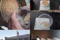 آغاز خرید تضمینی گندم در منطقه #امیرآباد (روستای قدرت آباد)