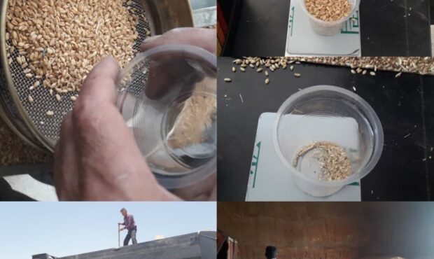 آغاز خرید تضمینی گندم در منطقه #امیرآباد (روستای قدرت آباد)