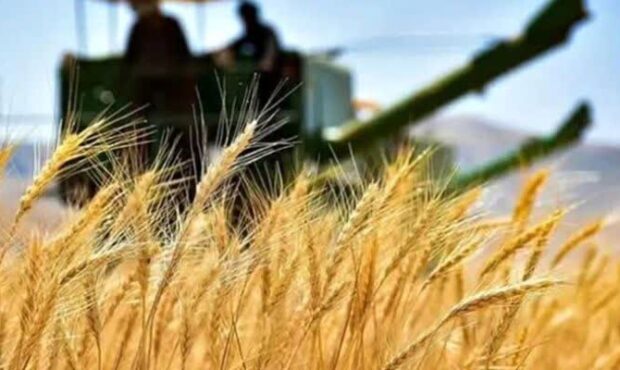 خرید ۲۵ هزار تُن گندم از کشاورزان خرید ۲۵ هزار تُن گندم از کشاورزان