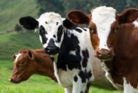 کنترل بیماری تب برفکی در استان سمنان