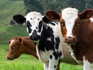 کنترل بیماری تب برفکی در استان سمنان