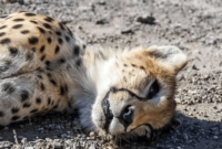 جاده‌های مرگ در کمین یوزها