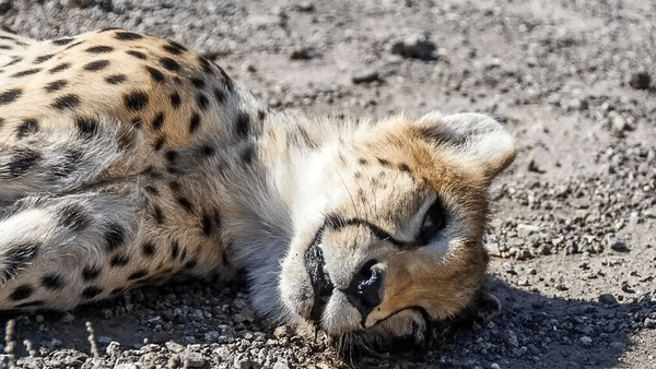 جادههای مرگ در کمین یوزها جادههای مرگ در کمین یوزها