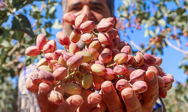 قیمت پسته دامغان مطلوب بود؛ سود باغداران نه